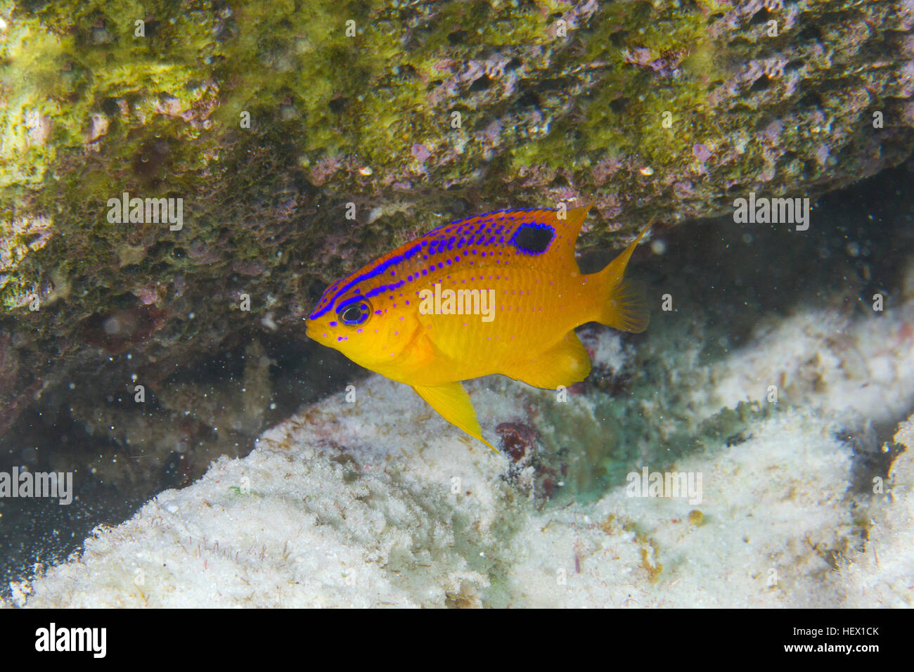 The Beau gregory, Stegastes leucostictus, swimming in a Caribbean reef. Stock Photo