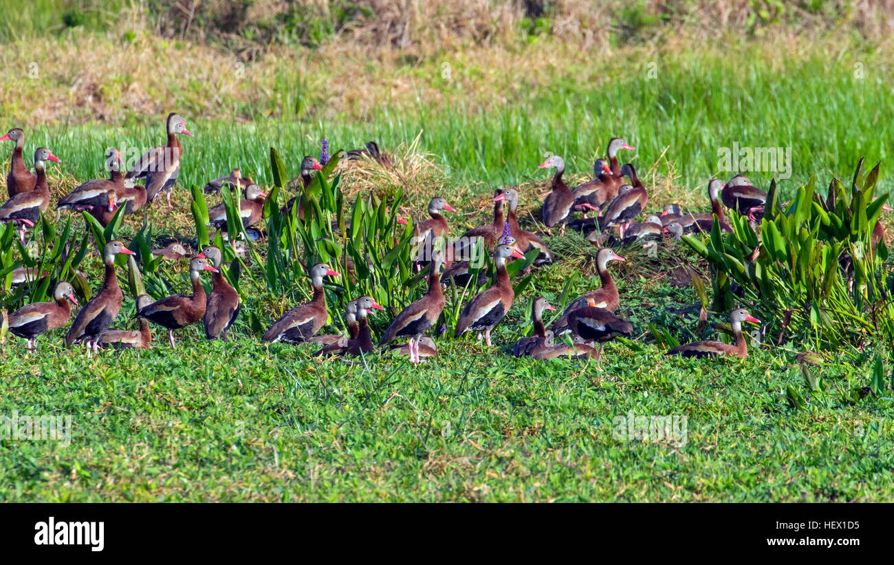 Group of Black bellied whistling ducks, Dendrocygna autumnalis, in marsh. Stock Photo