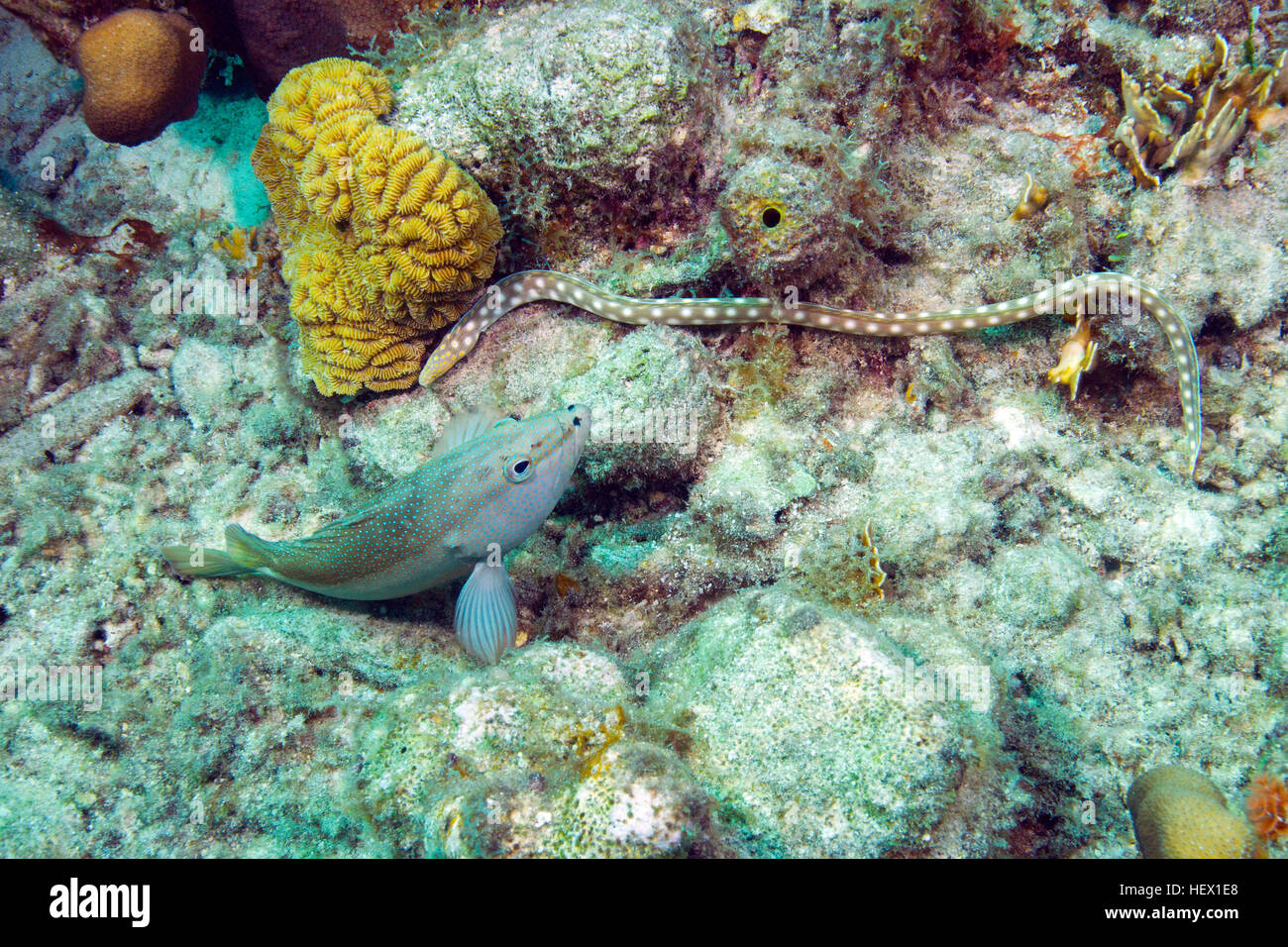 A Sharptail snake eel, Myrichthys breviceps, forages in coral reef. Stock Photo