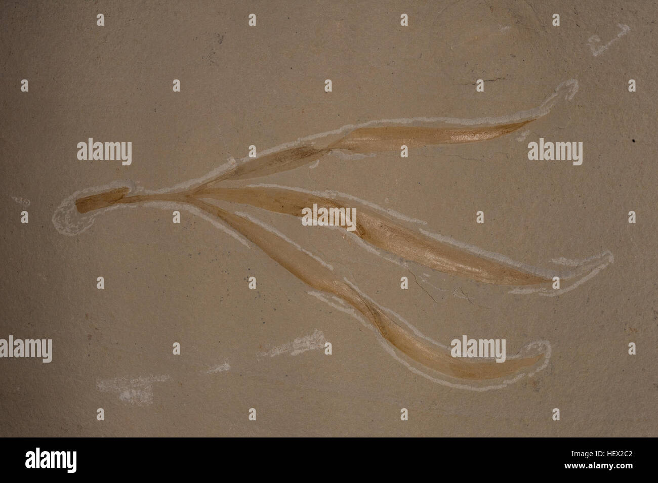 Fossil plant, Sapindopsis anhouryi,  Sapindaceae; Cretaceus Period, Lebanon Stock Photo