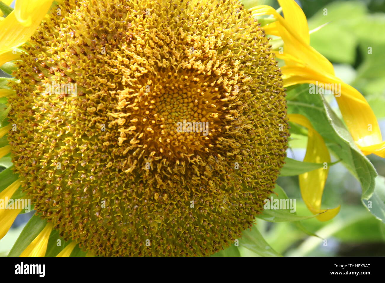 Funflower Sunflower close up Stock Photo - Alamy
