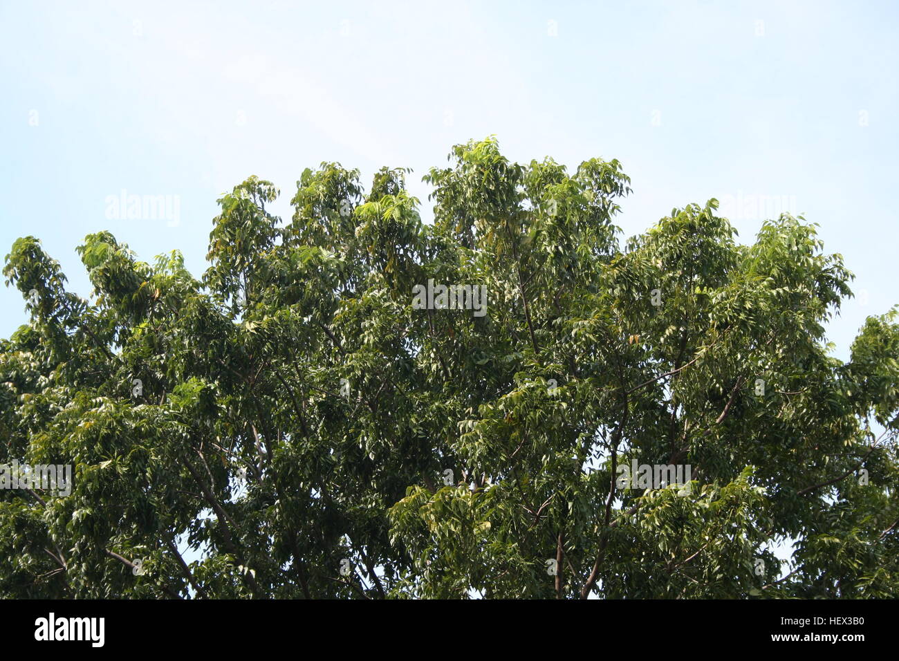 Green tree leaves over hi-res stock photography and images - Alamy
