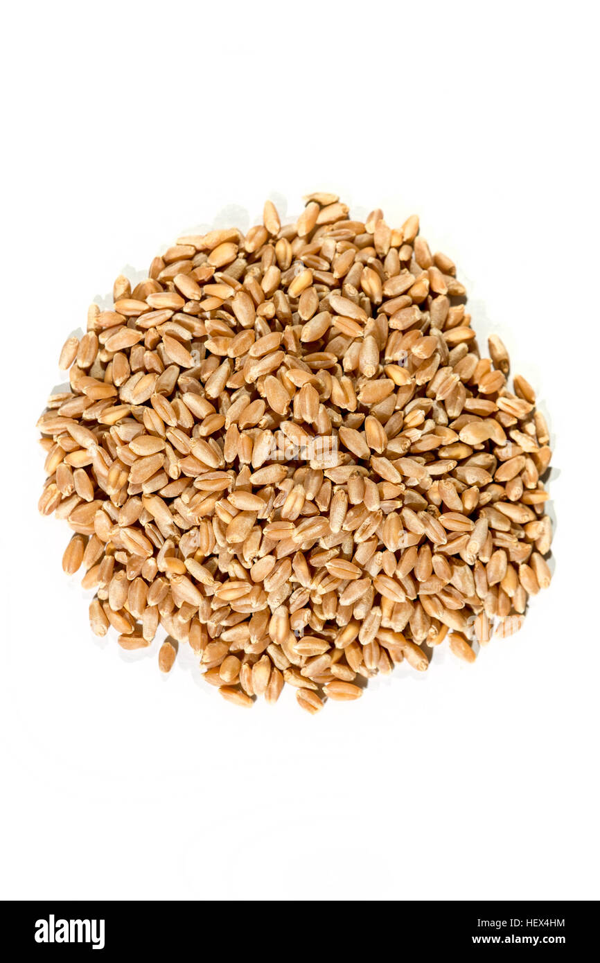 Organic hard red wheat isolated on white Stock Photo Alamy