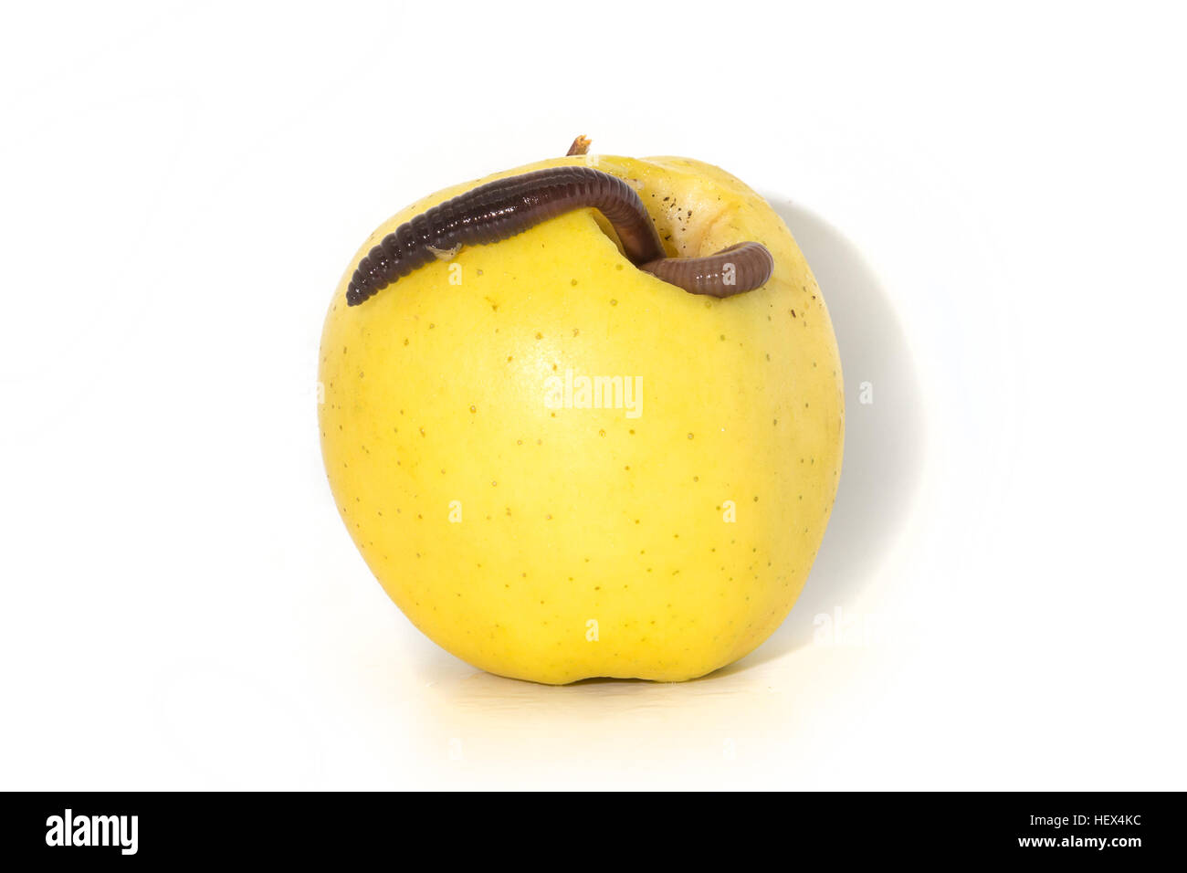 Rotten Apple with a Large Worm Stock Image - Image of oozing, overripe:  80511937