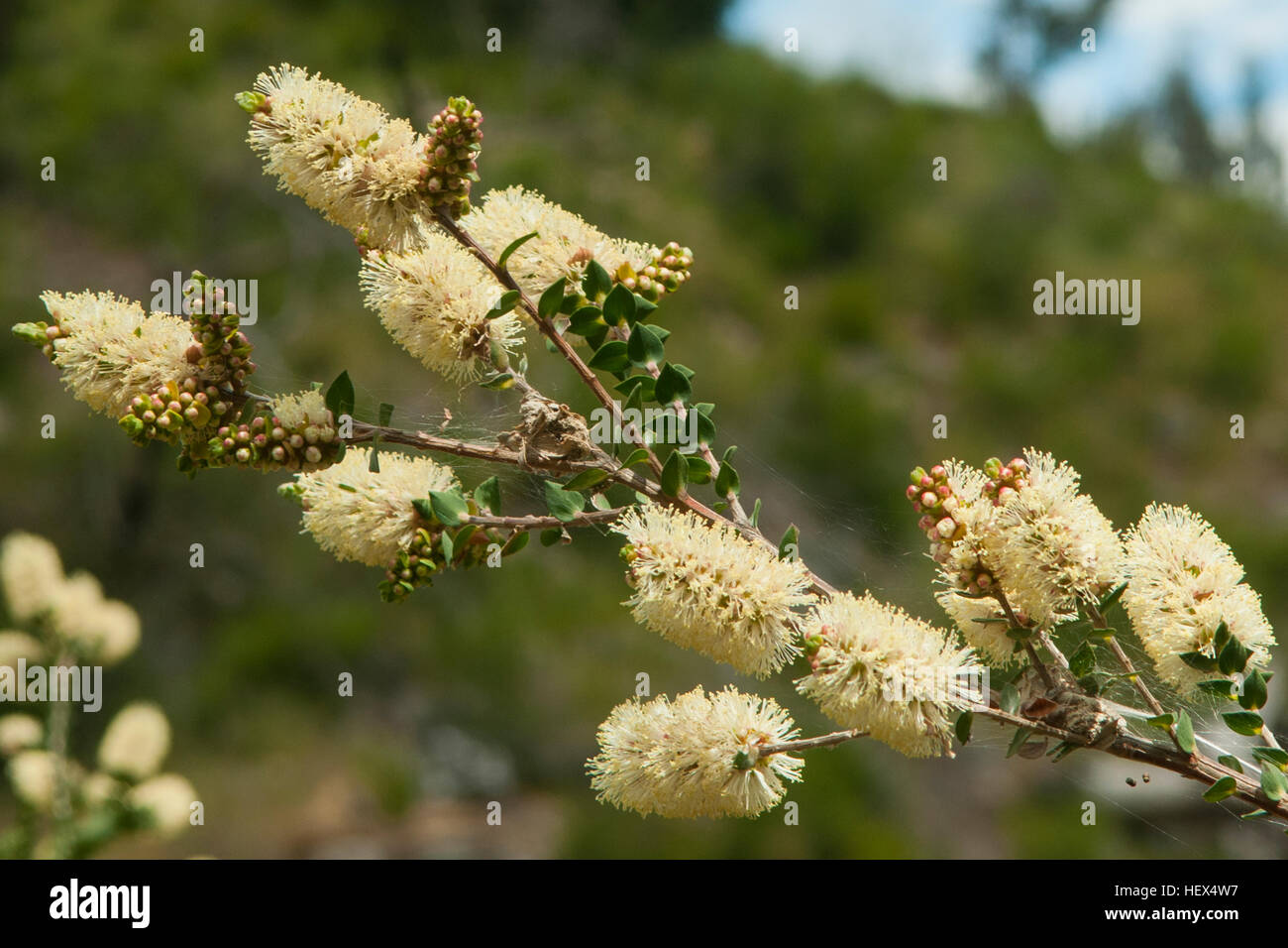 Melaleuca squarrosa, Scented Paperbark in the Grampians NP, Victoria, Australia Stock Photo