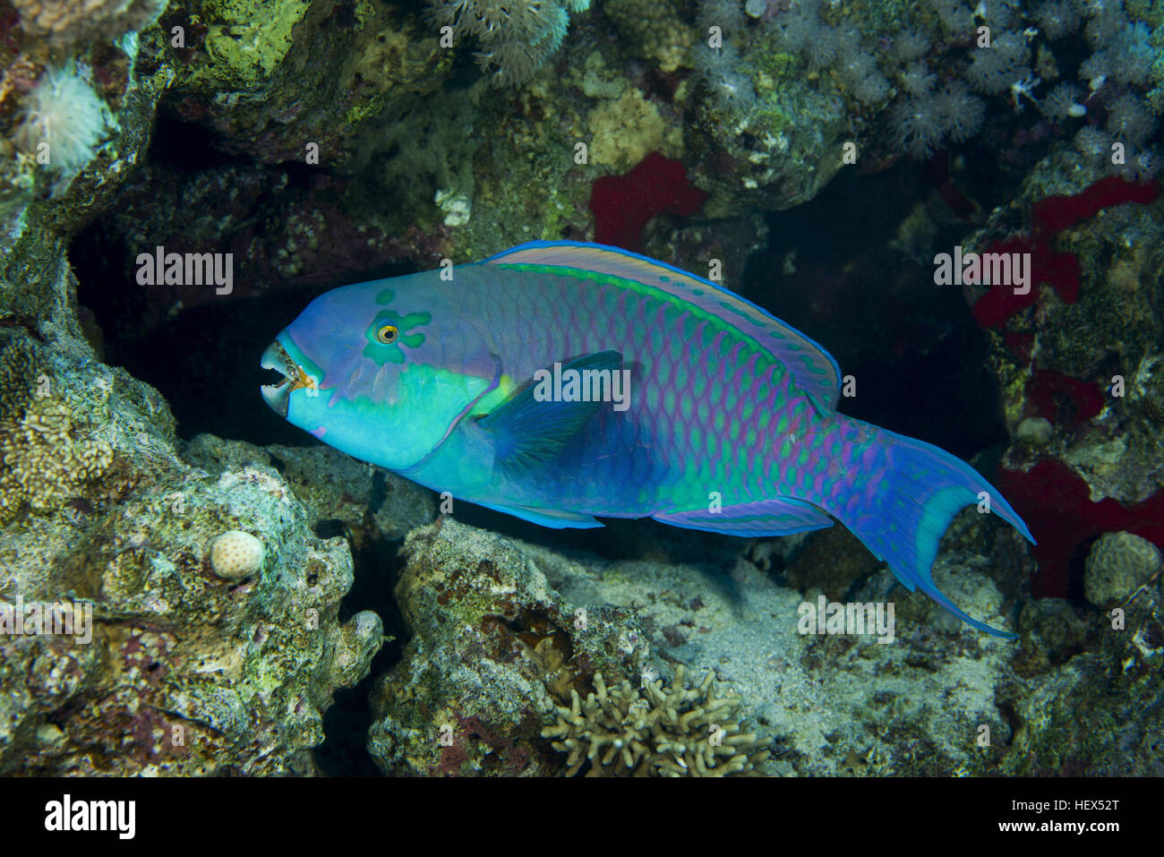 Steephead Parrotfish, Blunt-headed parrotfish or Gibbus parrotfish (Chlorurus gibbus) on a background of a coral reef, Red Sea, Egypt Stock Photo