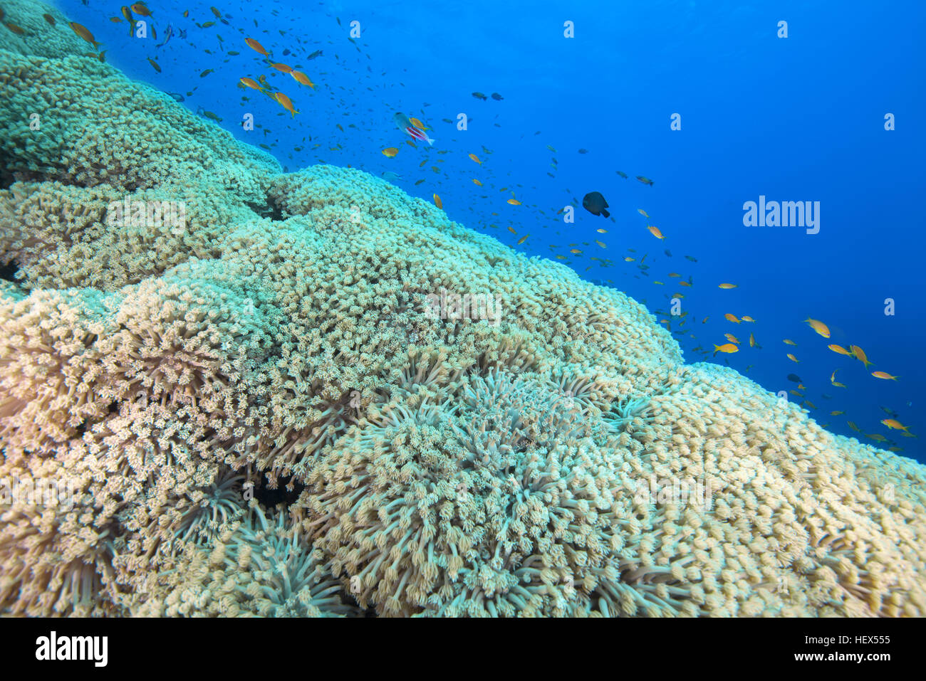 Bright orange school of fish Sea Goldie or Lyretail Anthias (Pseudanthias squamipinnis) swims near flowerpot coral (Goniopora columna) Red sea, Sharm  Stock Photo