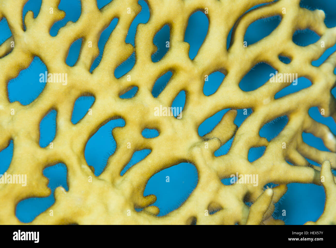 Close-up - Net Fire Coral (Millepora dichotoma) Red sea, Sharm El Sheikh, Sinai Peninsula, Egypt Stock Photo