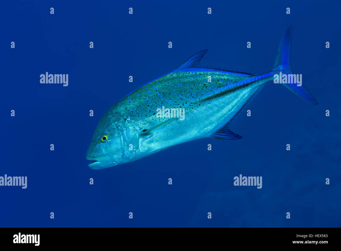 Bluefin trevally, Bayad, Bluefin jack, bluefin kingfish, Bluefinned crevalle, Blue ulua, Omilu or Spotted trevally (Caranx melampygus) on blue backgro Stock Photo