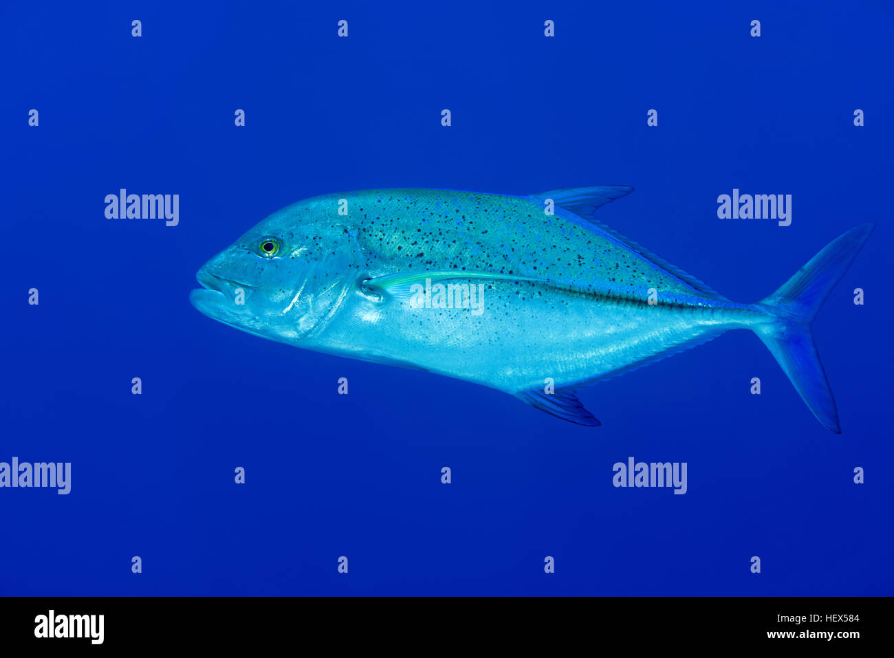 Bluefin trevally, Bayad, Bluefin jack, bluefin kingfish, Bluefinned crevalle, Blue ulua, Omilu or Spotted trevally (Caranx melampygus) on blue backgro Stock Photo