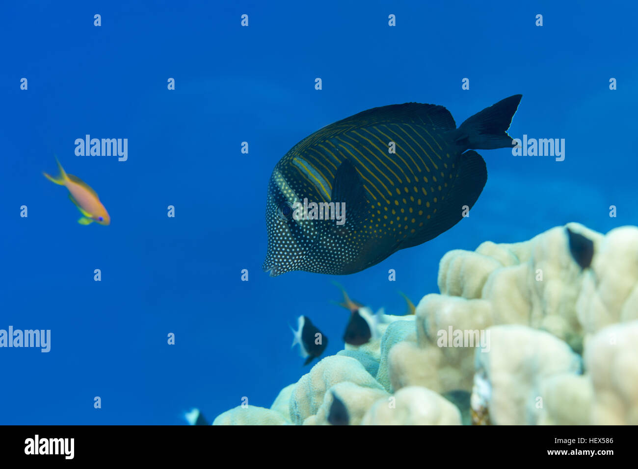 Red Sea Sailfin Tang, Red Sea sailfin tang or Desjardin's sailfin tang (Zebrasoma desjardinii) swims near coral reef on blue background, Red sea, Shar Stock Photo