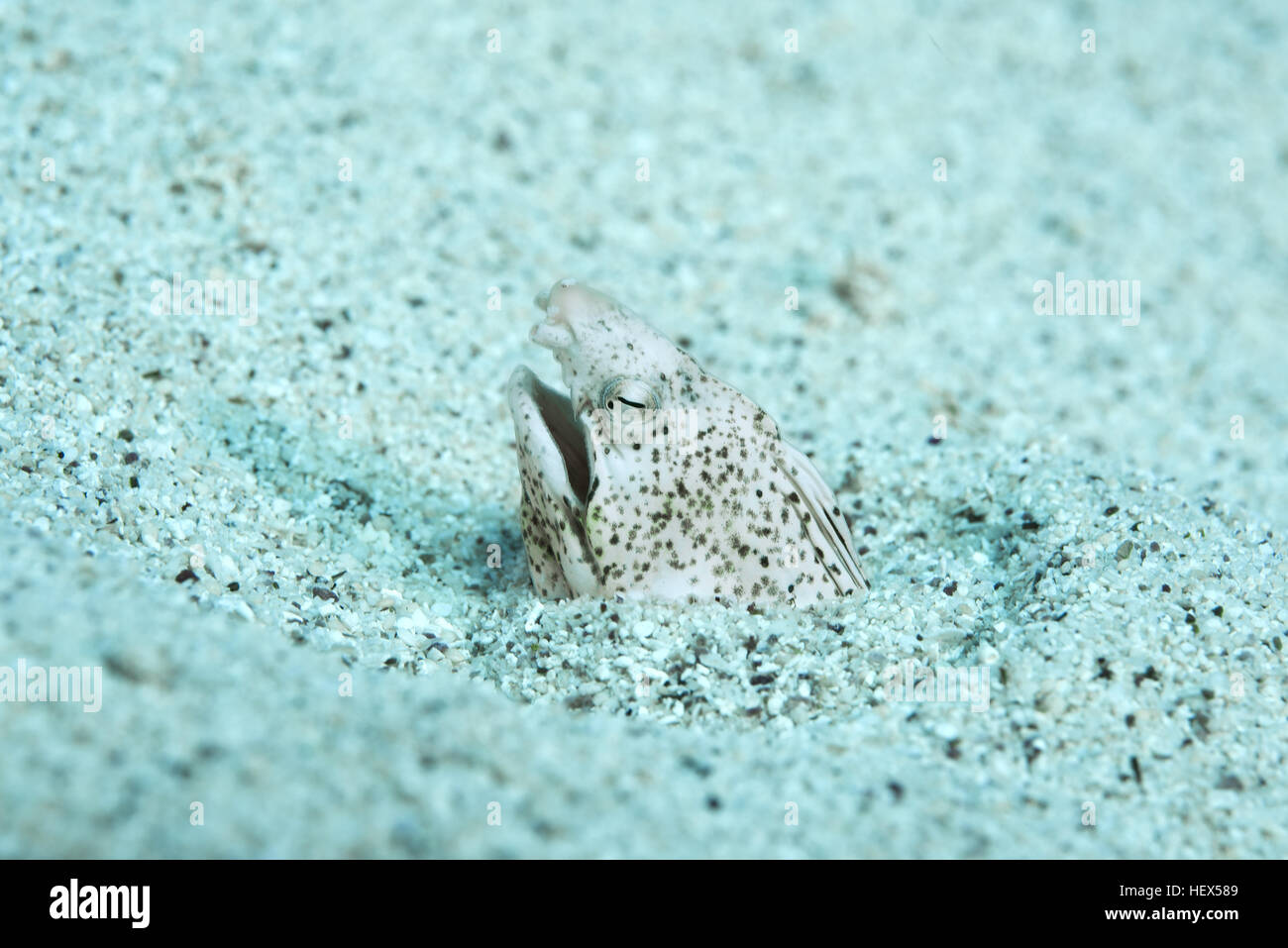 Portrait of marbled snake eel, (Callechelys marmorata) stuck her head out of the sand, Red sea, Sharm El Sheikh, Sinai Peninsula, Egypt Stock Photo