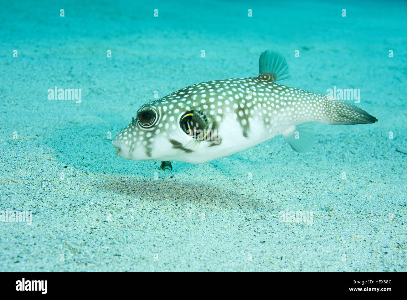 White-spotted puffer, Whitespotted blaasop or Stripedbelly blowfish (Arothron hispidus) swims over a sandy bottom, Red sea, Sharm El Sheikh, Sinai Pen Stock Photo