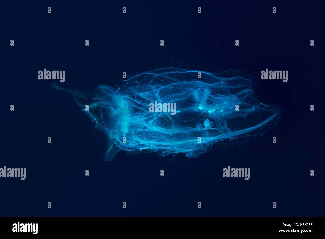 Box jellyfish Warty sea wasp, (Tamoya gargantua) on blue background, Red  sea, Sharm El Sheikh, Sinai Peninsula, Egypt Stock Photo - Alamy