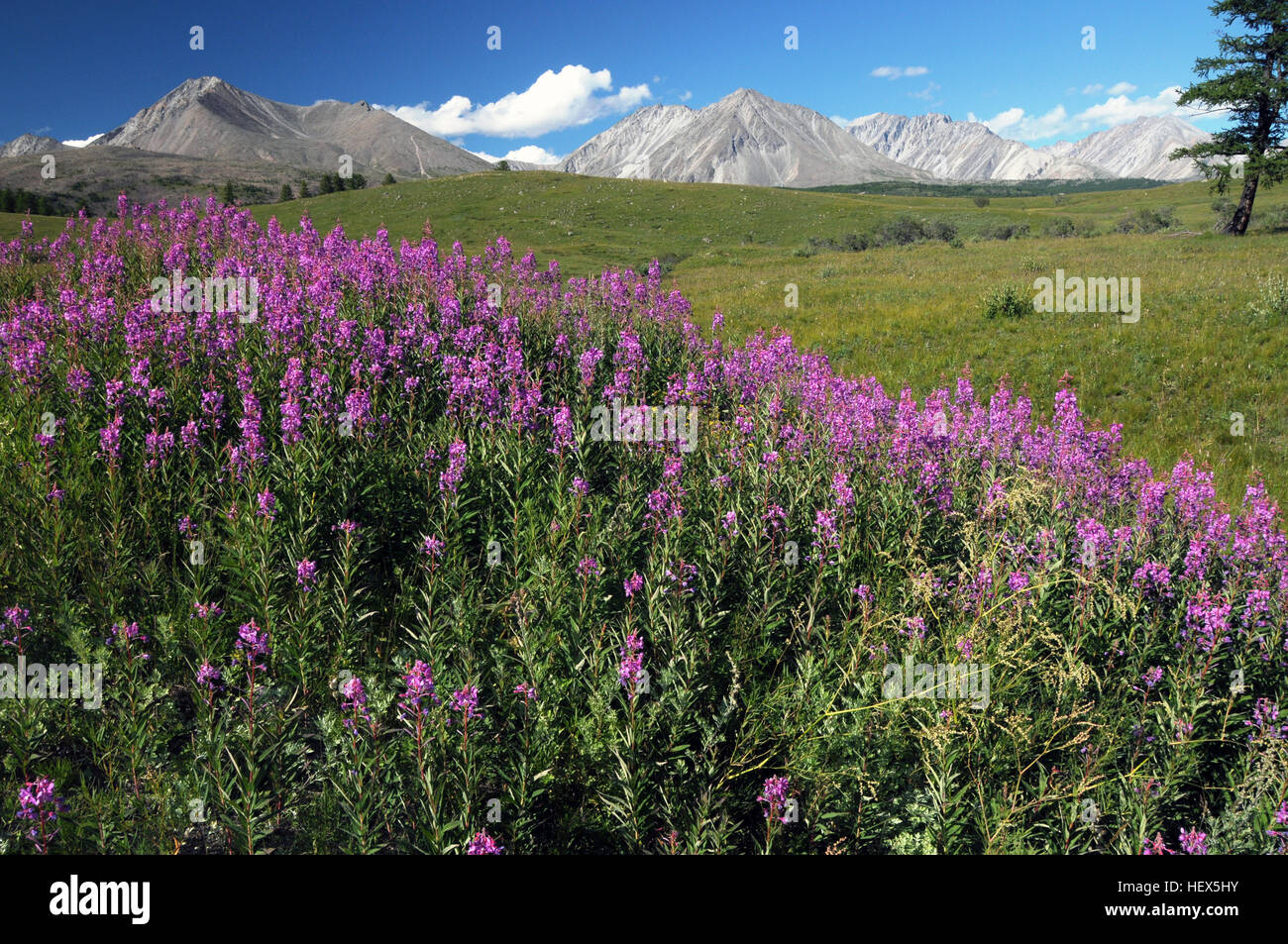 Fireweed and the Sayan Mountains, Hovsgol, Mongolia Stock Photo