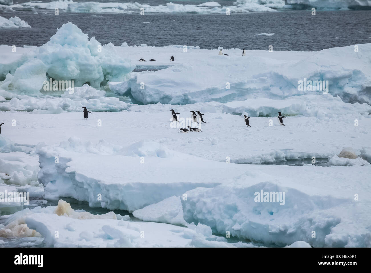Penguin Group On The Iceberg During Snow Stock Photo Alamy penguin-group-on-the-iceberg-during-snow-stock-photo-alamy