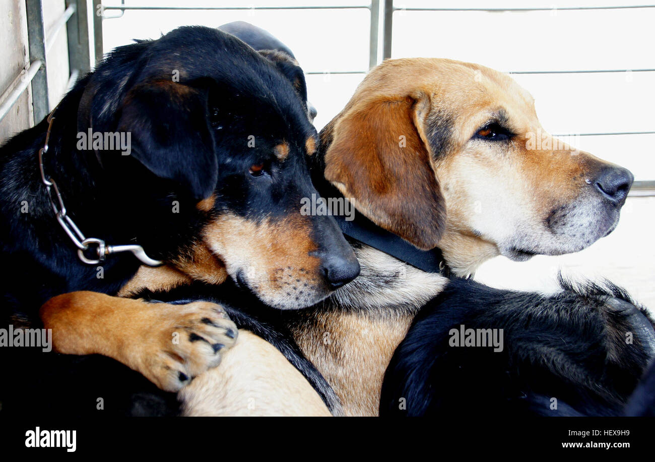 New Zealand’s hard-working farm dogs are worth gold to their owners, who often give them affectionate names such as Girlie, Fly, Stride, Beaut and Loyal. These huntaways, beardies and other purpose-bred herders muster thousands of sheep and cattle across hill and high country – a tough job that can’t be done any other way. Stock Photo