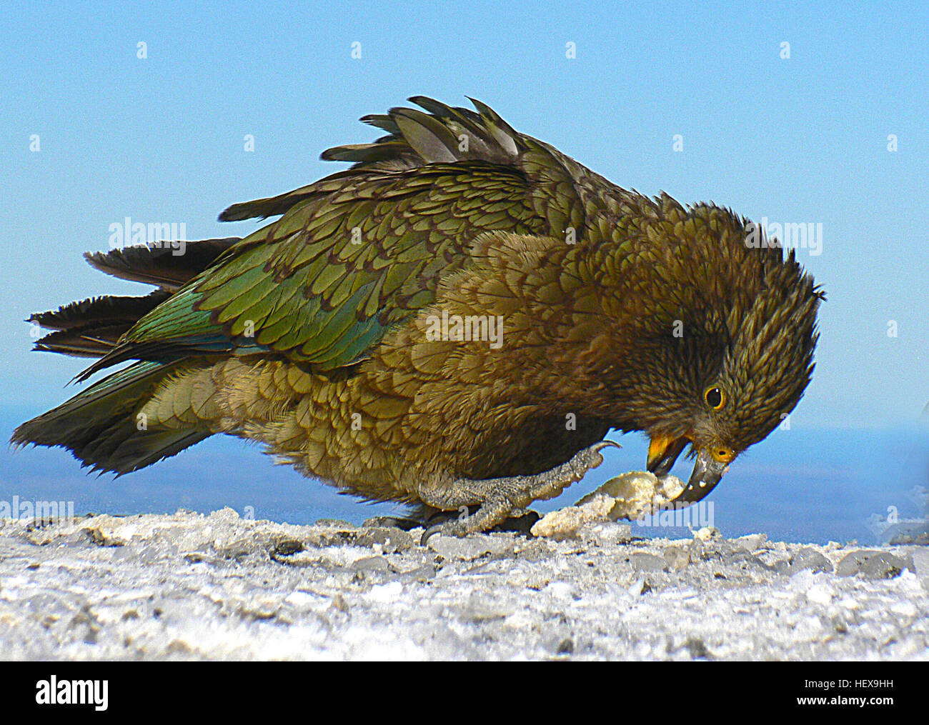 The kea is an unusual parrot. It is the only truly alpine parrot in the world, and gained early notoriety among settler farmers for attacks on their sheep. Innately curious, kea are attracted to people wherever they enter its mountain domain, and are a feature at South Island ski-fields and mountain huts. Their attraction to people and their paraphernalia is a two-edged sword, providing both new threats and new opportunities.  Identification                                                     The kea is a large, strong-flying, olive-green parrot with scarlet underwings and a slender grey-black Stock Photo