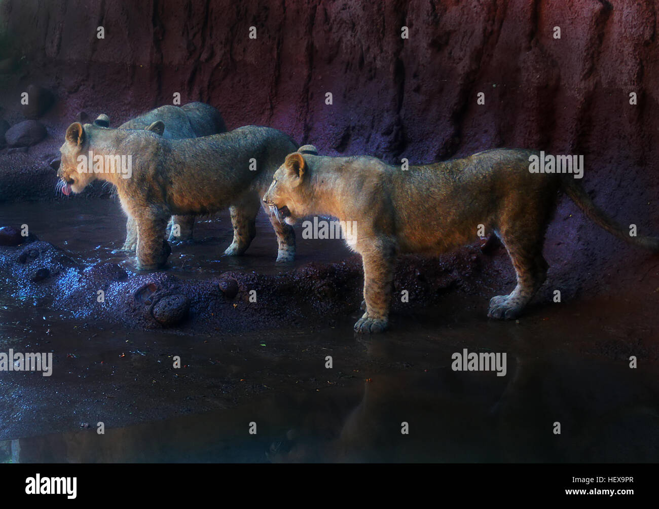 Mammals of southern asia hi-res stock photography and images - Alamy