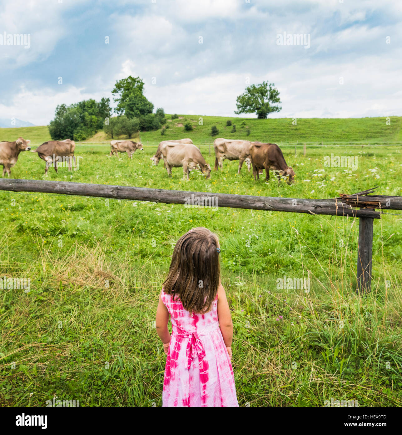 Real view of girl looking at cows grazing in field, Fuessen, Bavaria, Germany Stock Photo