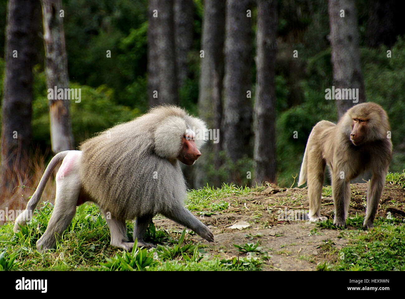 Baboons are African and Arabian Old World monkeys belonging to the genus Papio, part of the subfamily Cercopithecinae. The five species are some of the largest nonhominoid members of the primate order; only the mandrill and the drill are larger. Stock Photo