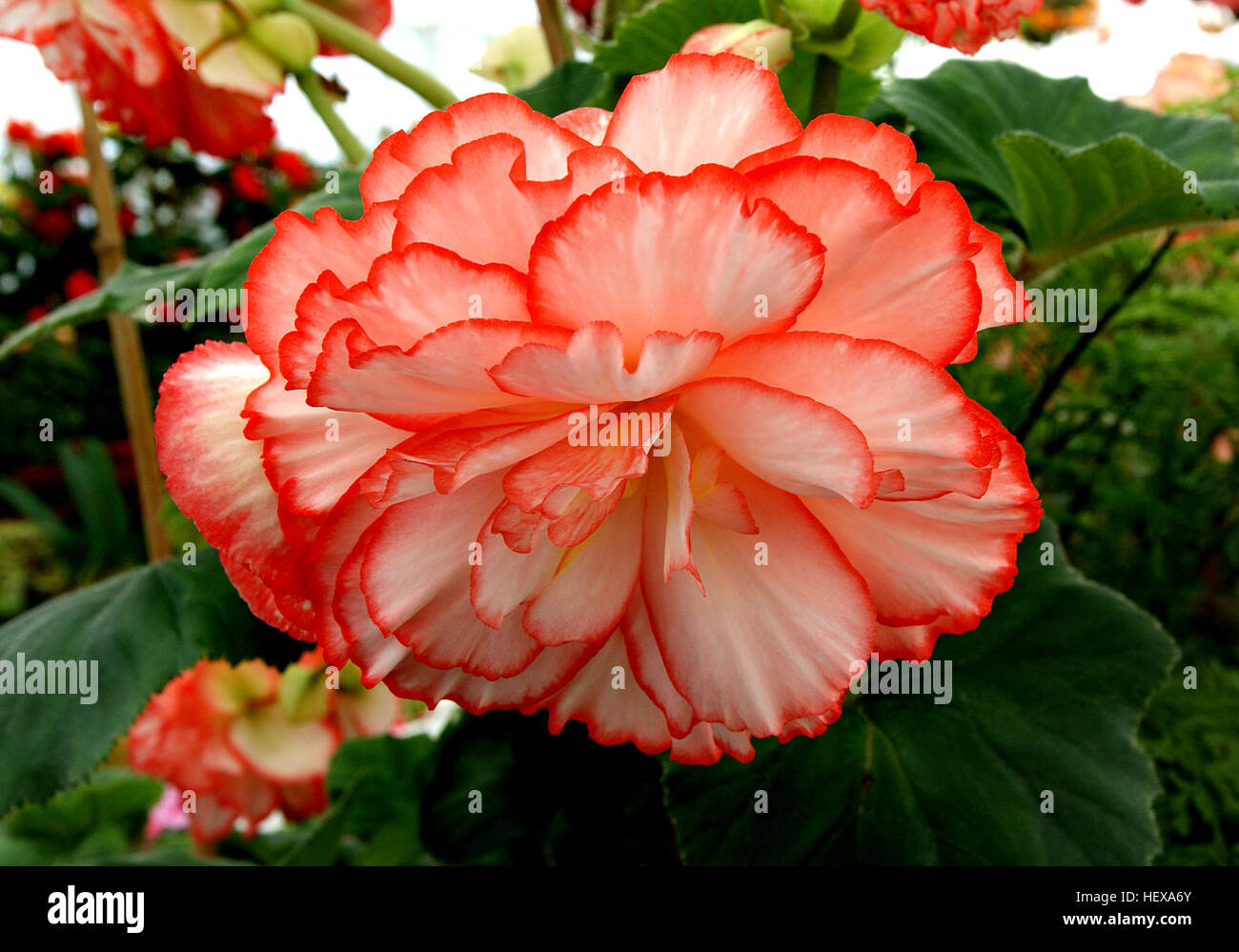 Begonia is a genus of perennial flowering plants in the family Begoniaceae. The genus contains about 1,400 different plant species. The Begonias are native to moist subtropical and tropical climates Stock Photo