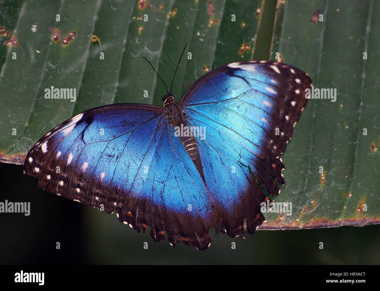 ication Blue morpho,Butterflies,Butterfly house,Flower,Lepidoptera,Nature,butterfly,butterfly on leaf,flickr's Best Creatures,insect,macro Stock Photo