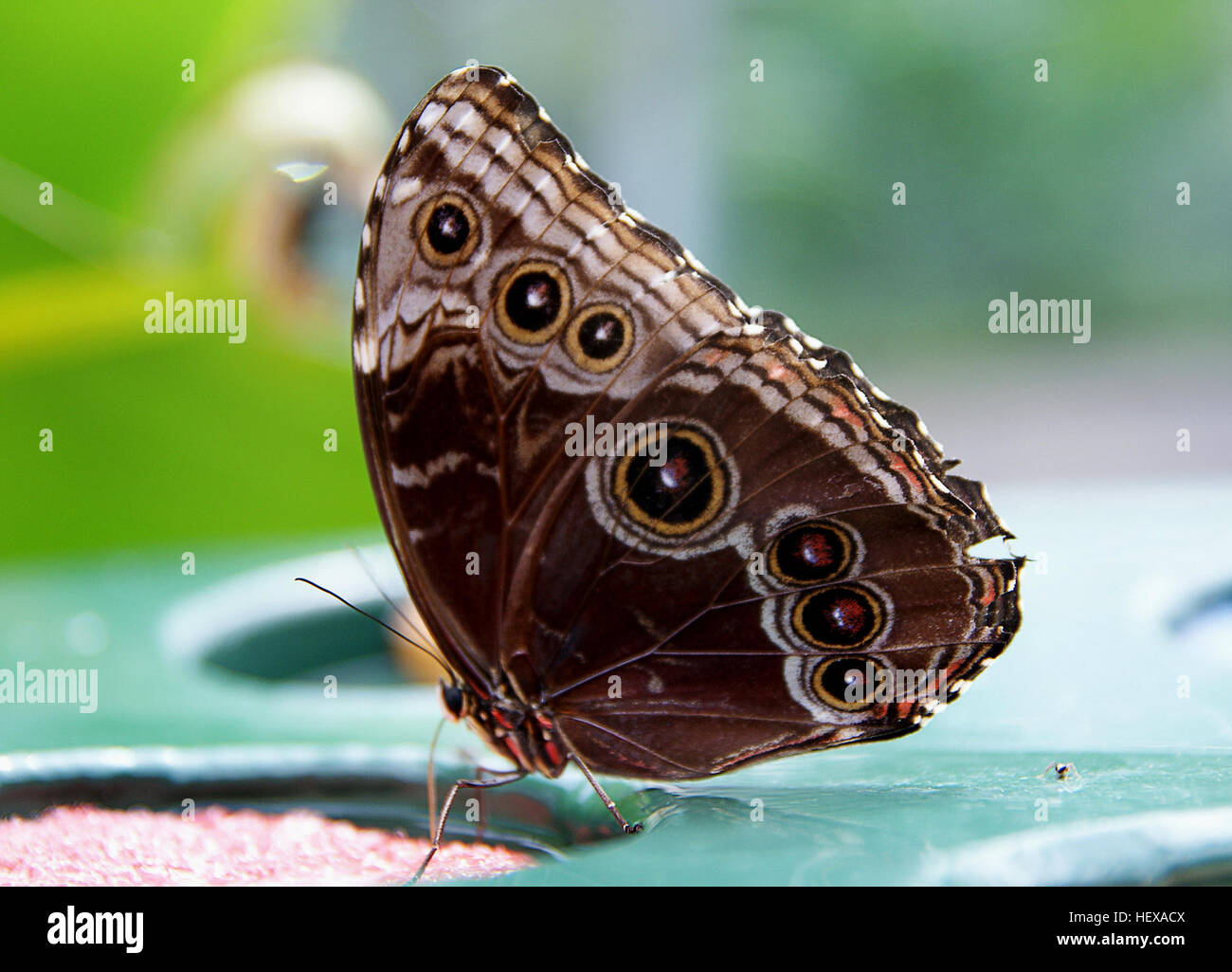 ication Blue morpho,Butterflies,Butterfly house,Flower,Lepidoptera,Nature,butterfly,butterfly on leaf,flickr's Best Creatures,insect,macro Stock Photo