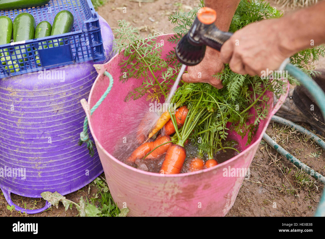 Cropped view of man rinsing freshly harvested carrots in trug Stock Photo
