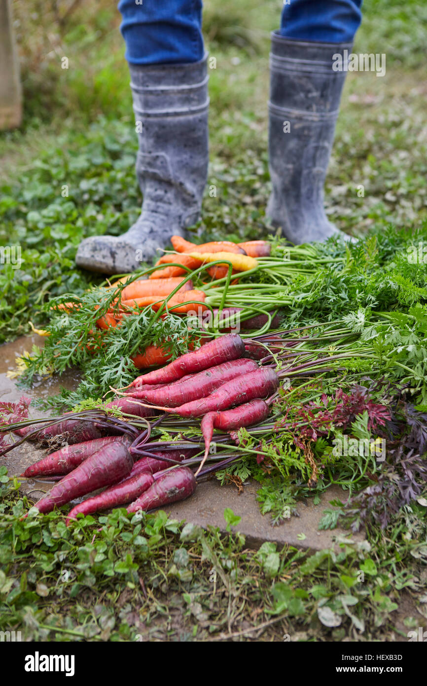 Cropped view of man harvesting carrots Stock Photo