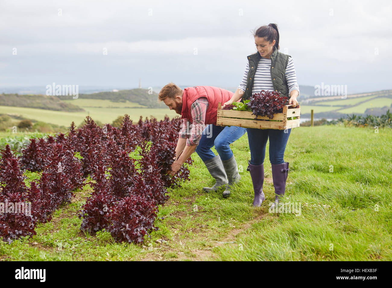 Couple on farm harvesting lettuce Stock Photo