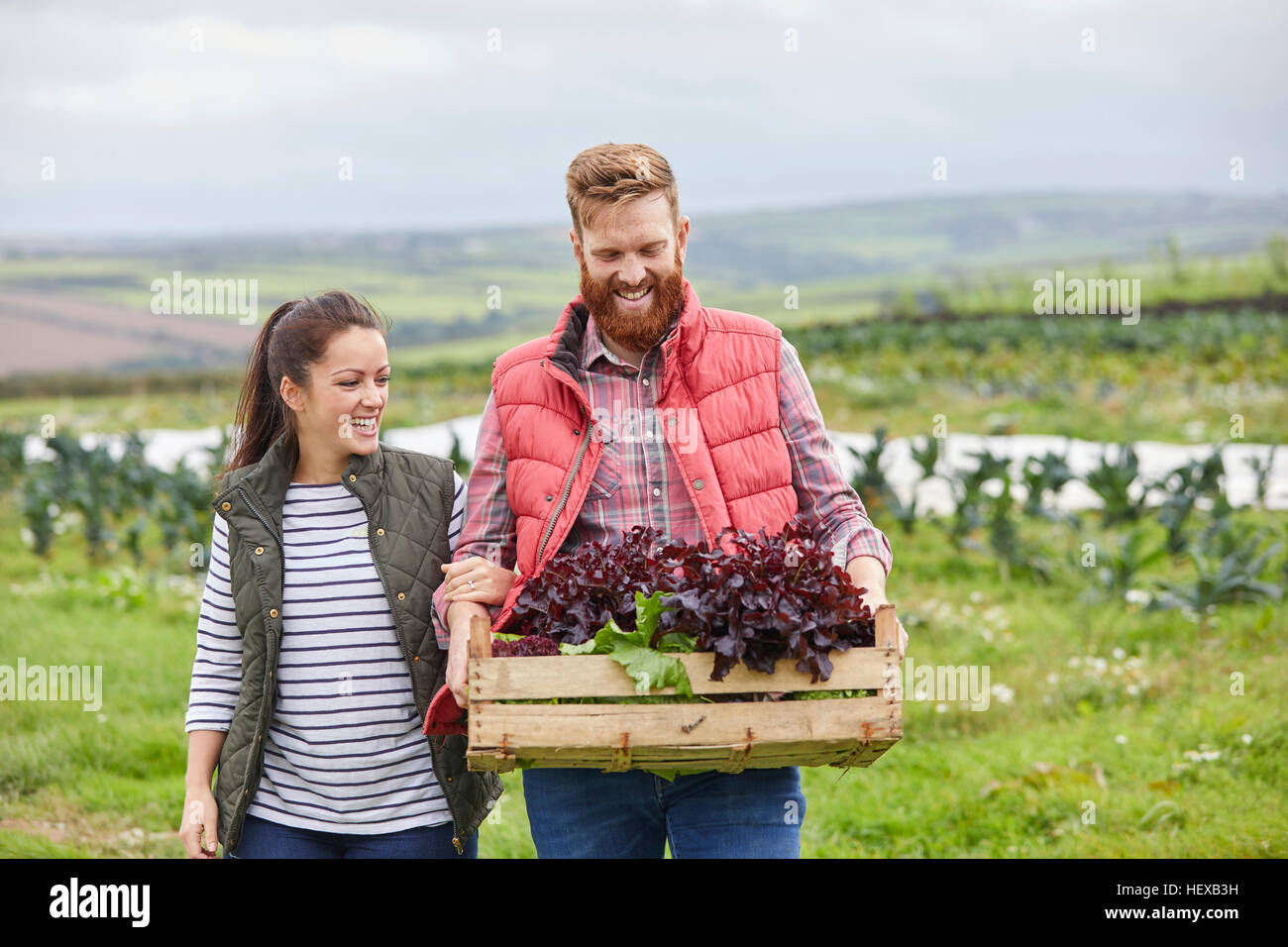 Couple on farm holding freshly harvested lettuce in wooden crate Stock Photo