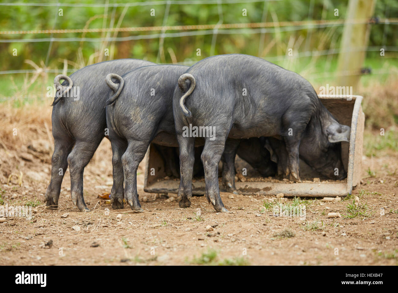 Rear view of piglets on farm feeding from trough Stock Photo