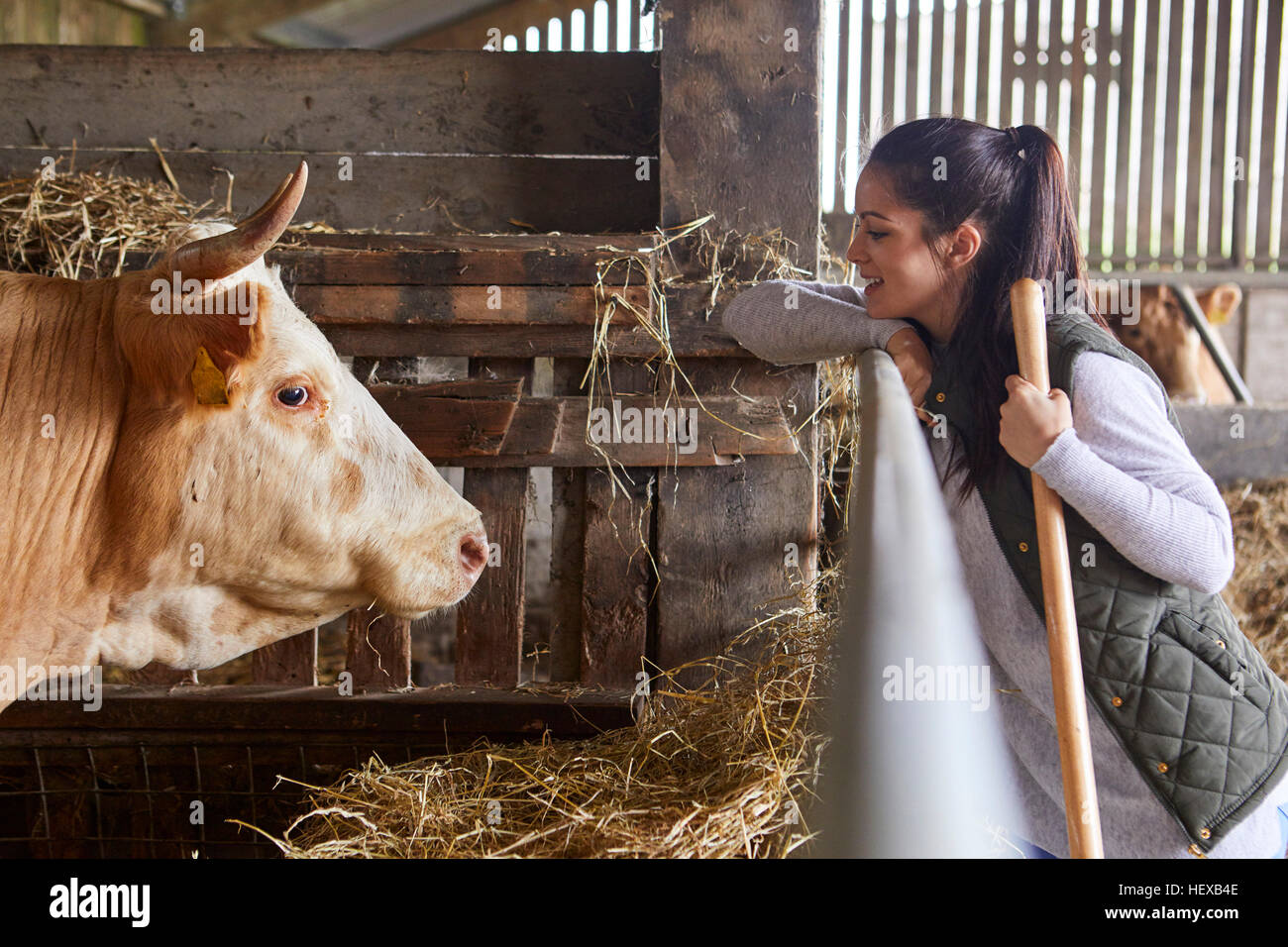 Side view of woman in barn face to face with cow Stock Photo