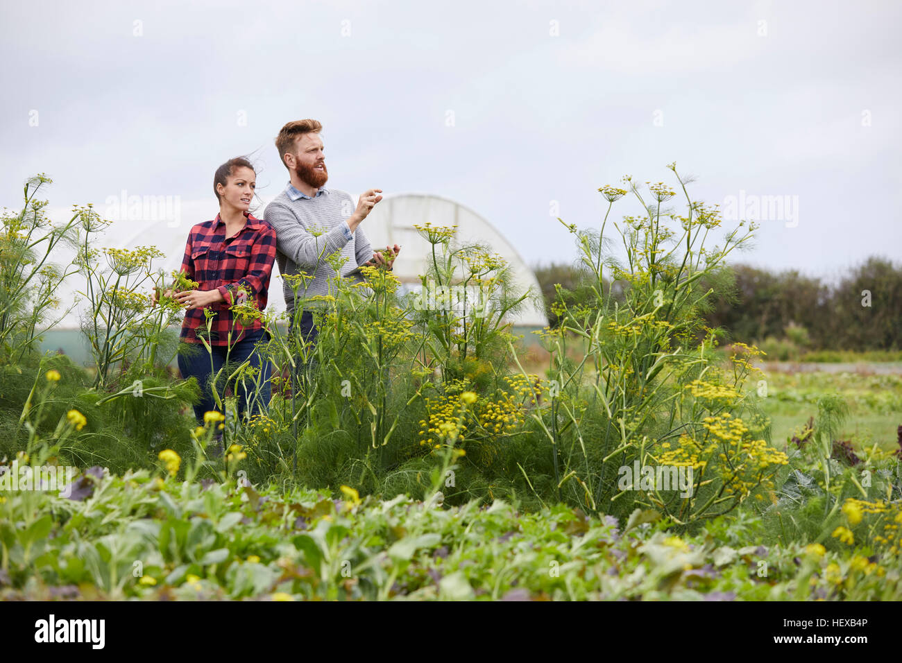 Couple on farmland using digital tablet Stock Photo