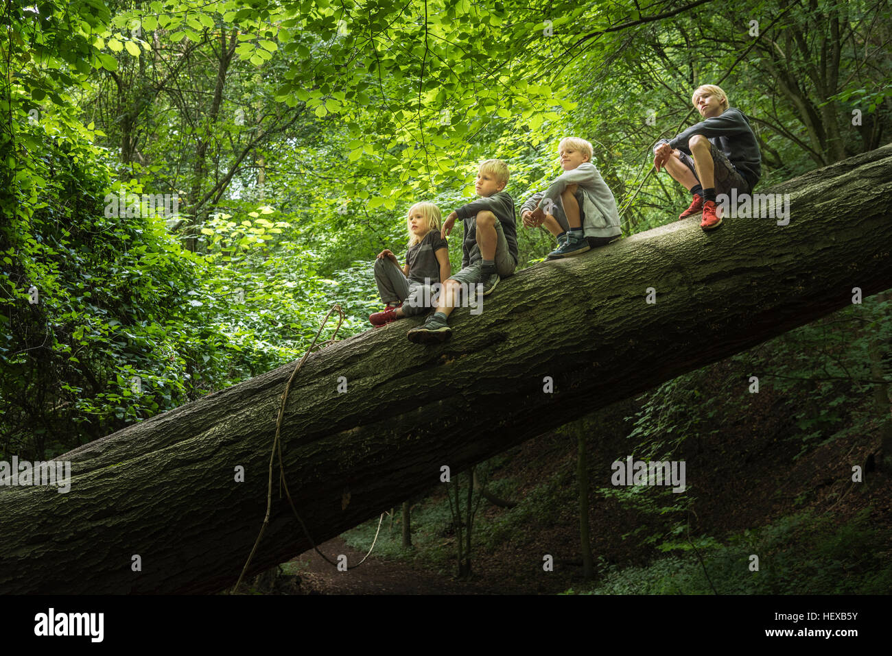 Boy in forest sitting on fallen tree Stock Photo