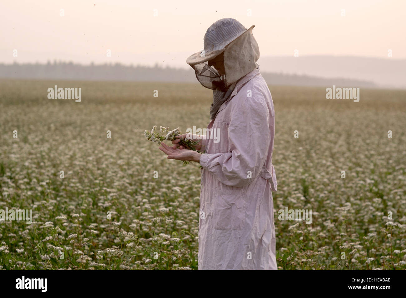 Female beekeeper inspecting plant in flower field, Ural, Russia Stock Photo