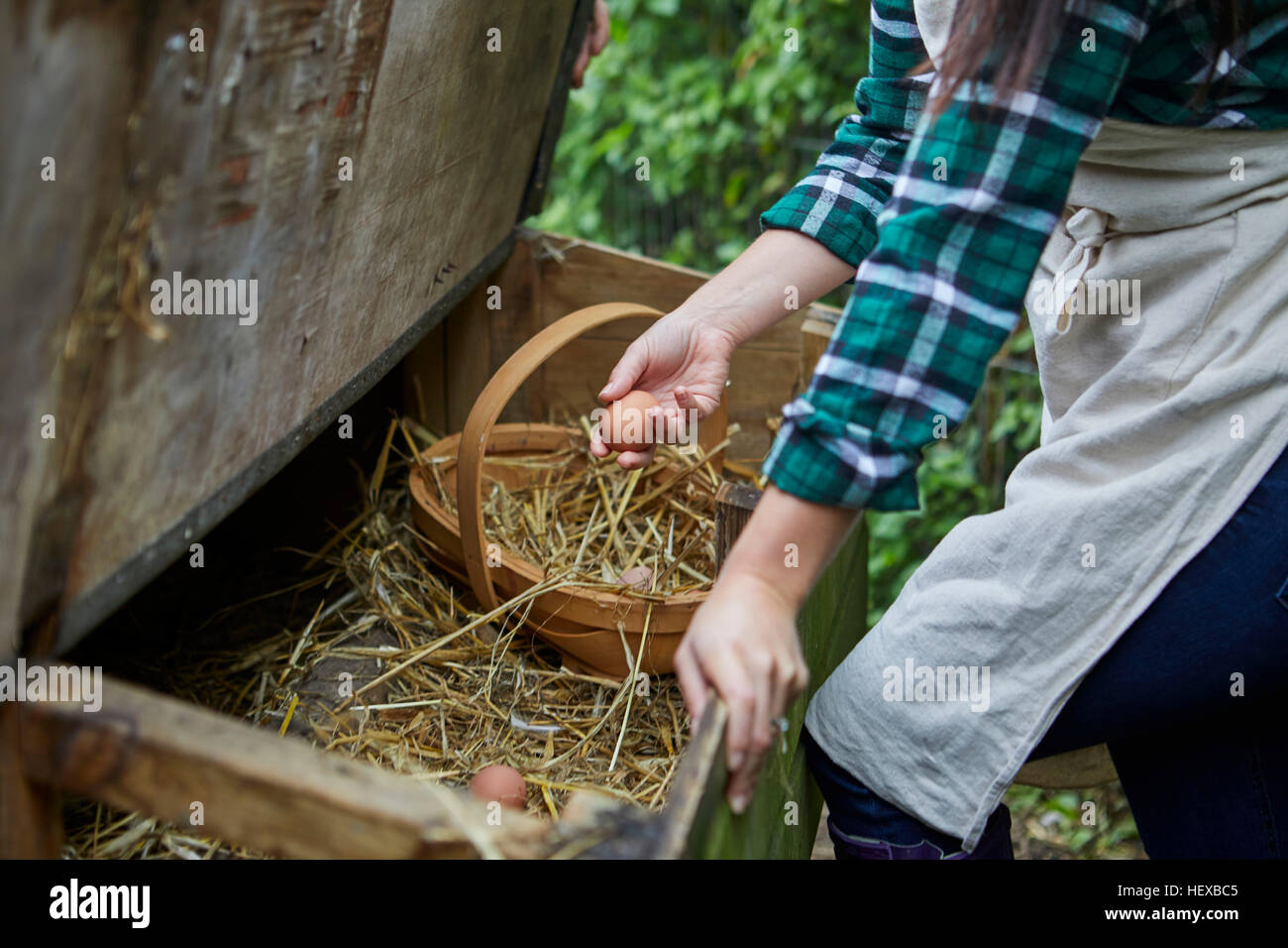 Woman collecting eggs from chicken coop Stock Photo