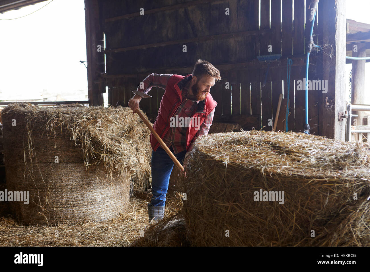 Man in barn shovelling hay Stock Photo