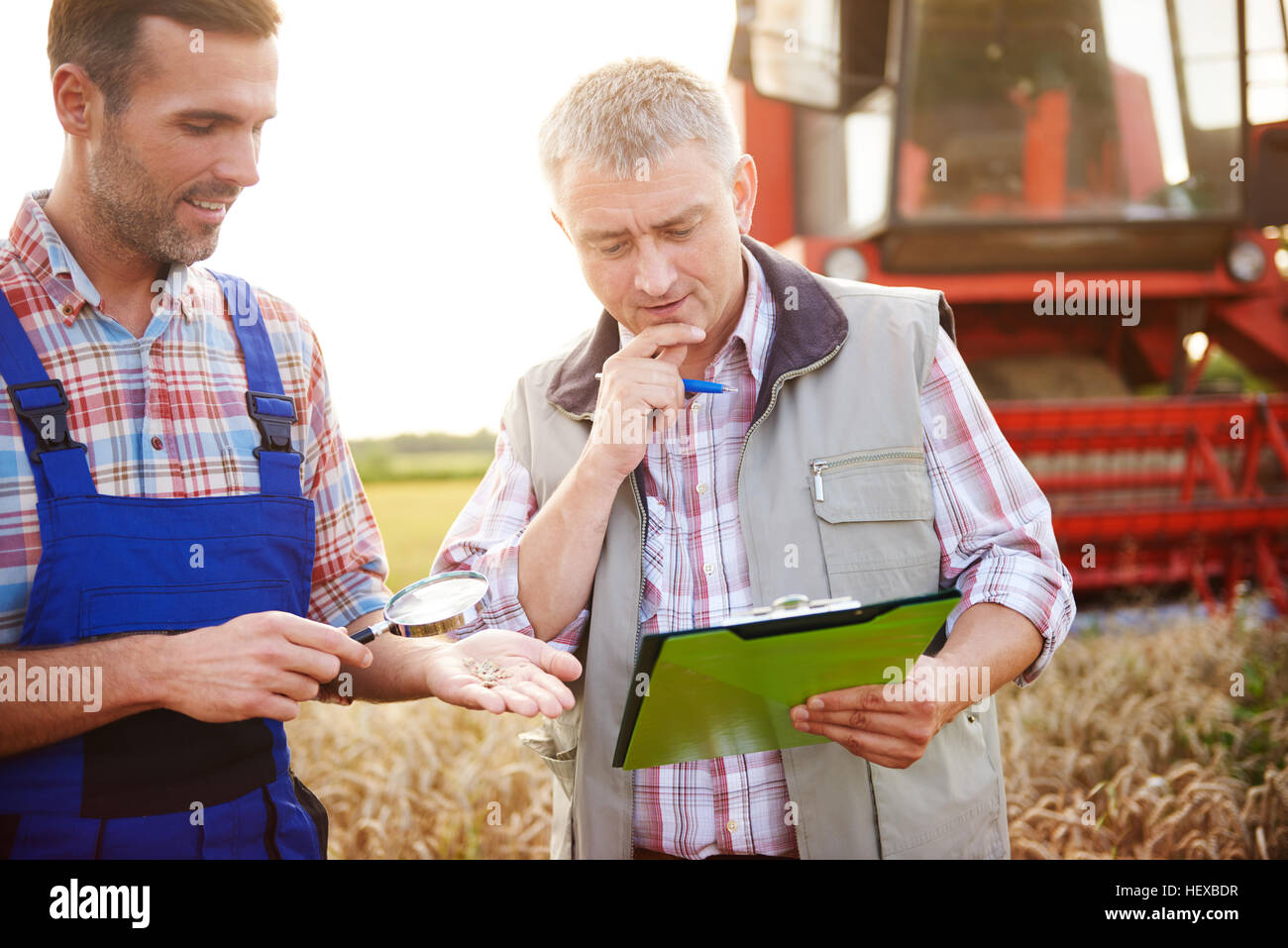 Farmers in wheat field quality checking wheat Stock Photo Alamy