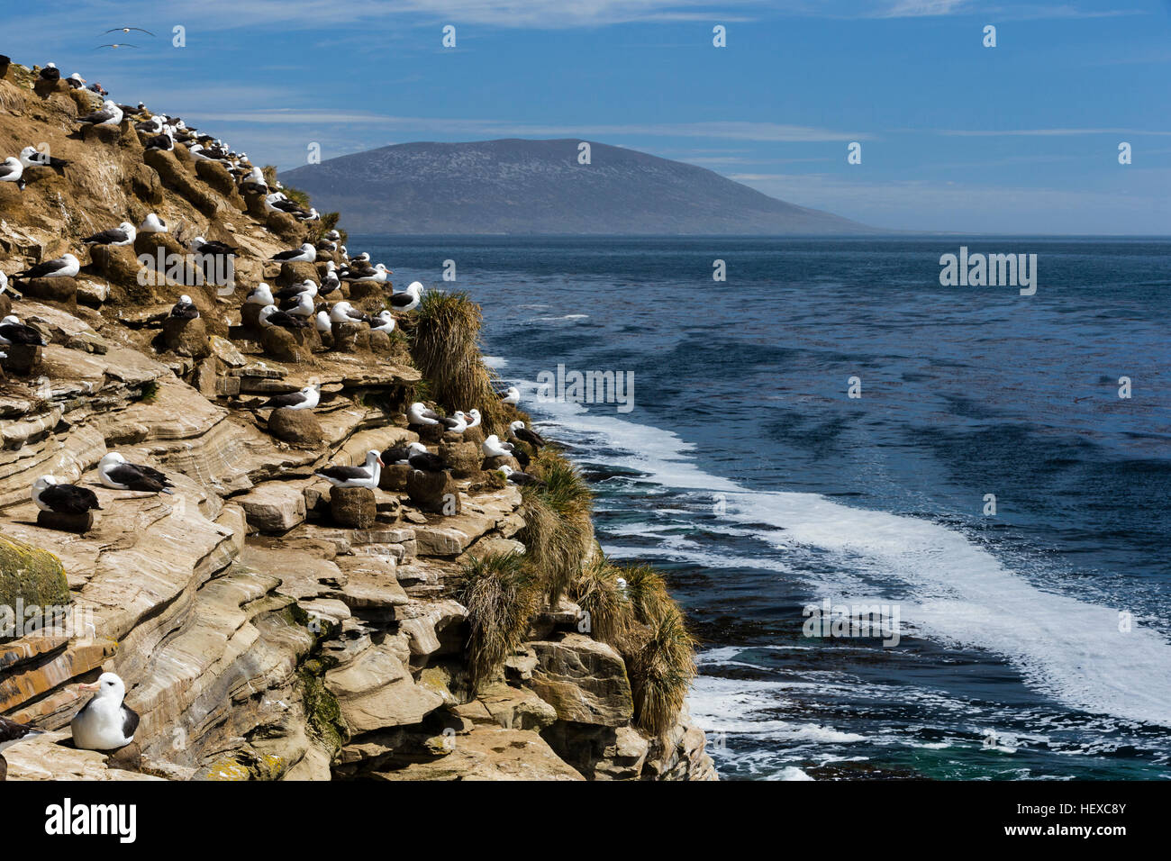Blackbrowed Albatross on Saunders Island in the Falklands Stock Photo