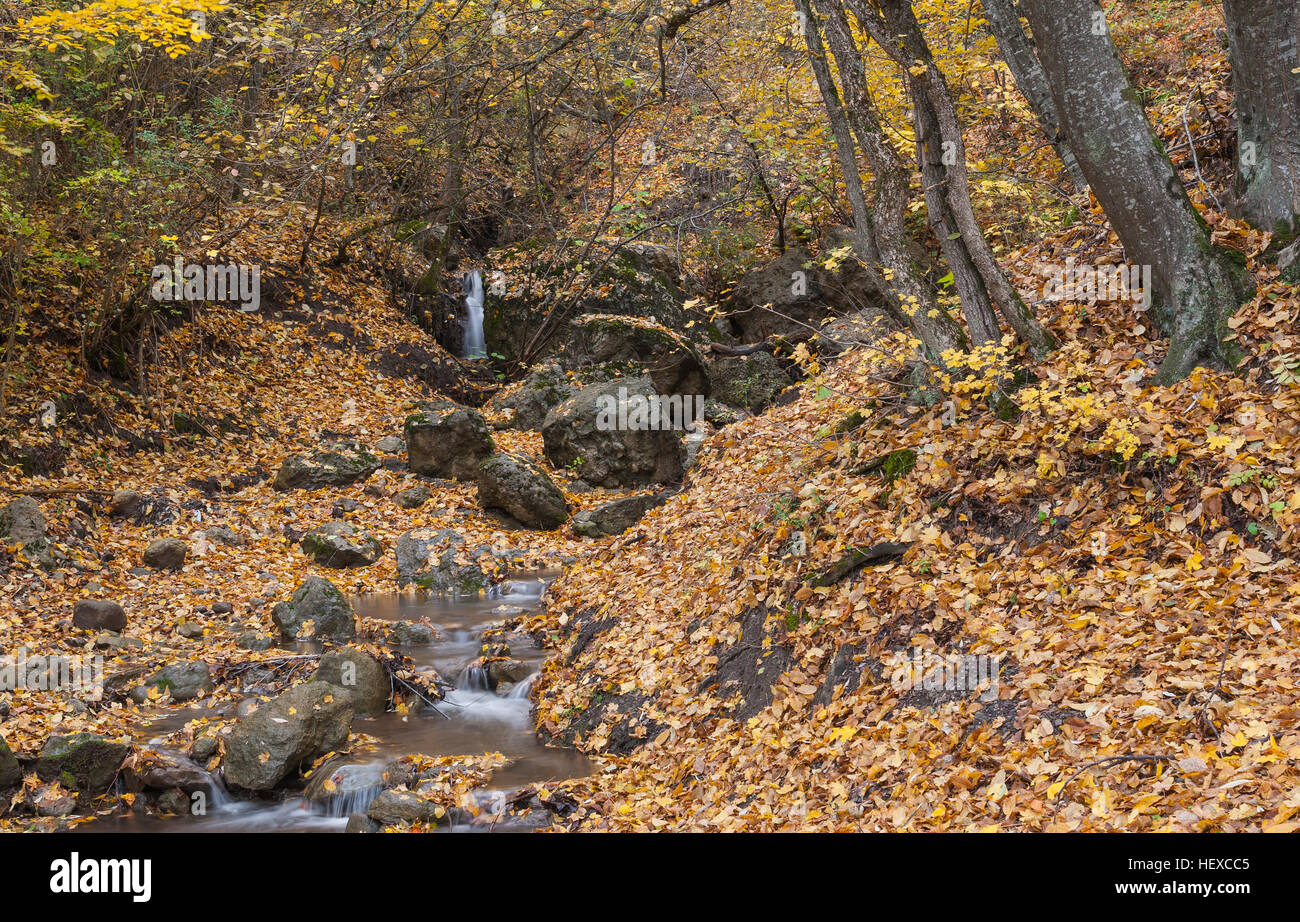 Landscape with small stream in autumnal forest Stock Photo - Alamy