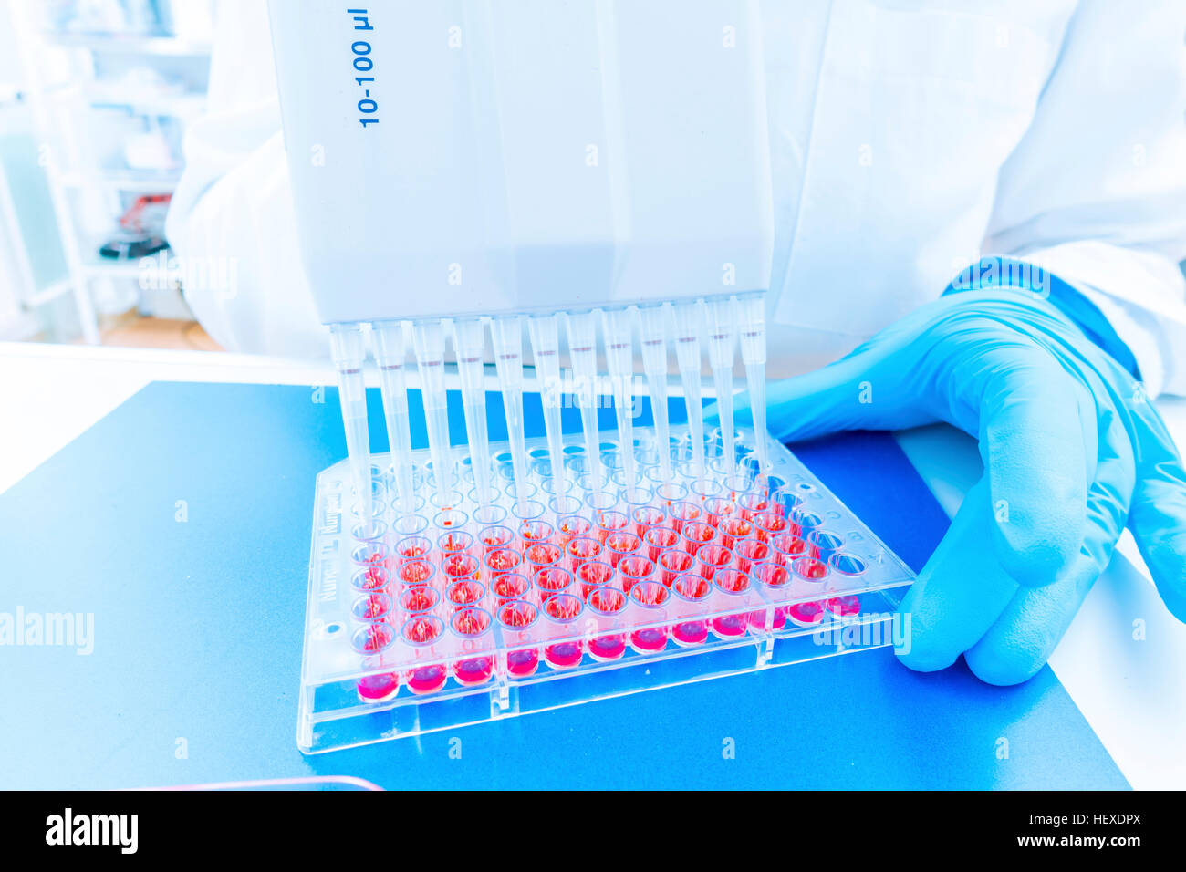 Microbiologist using micropipettes Stock Photo Alamy