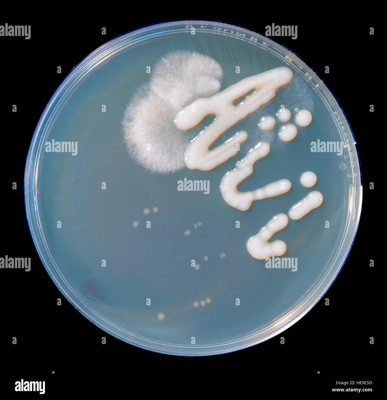 Petri dish with fungi Stock Photo Alamy