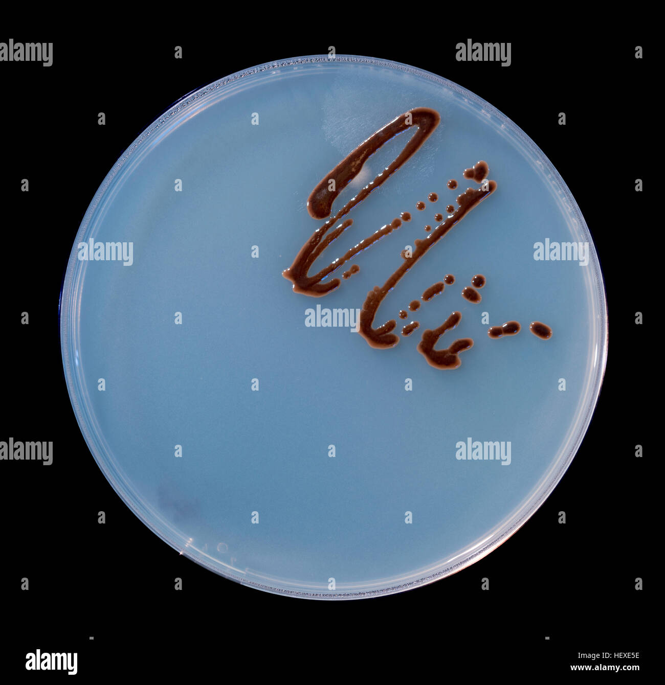 Petri dish with fungi Stock Photo Alamy