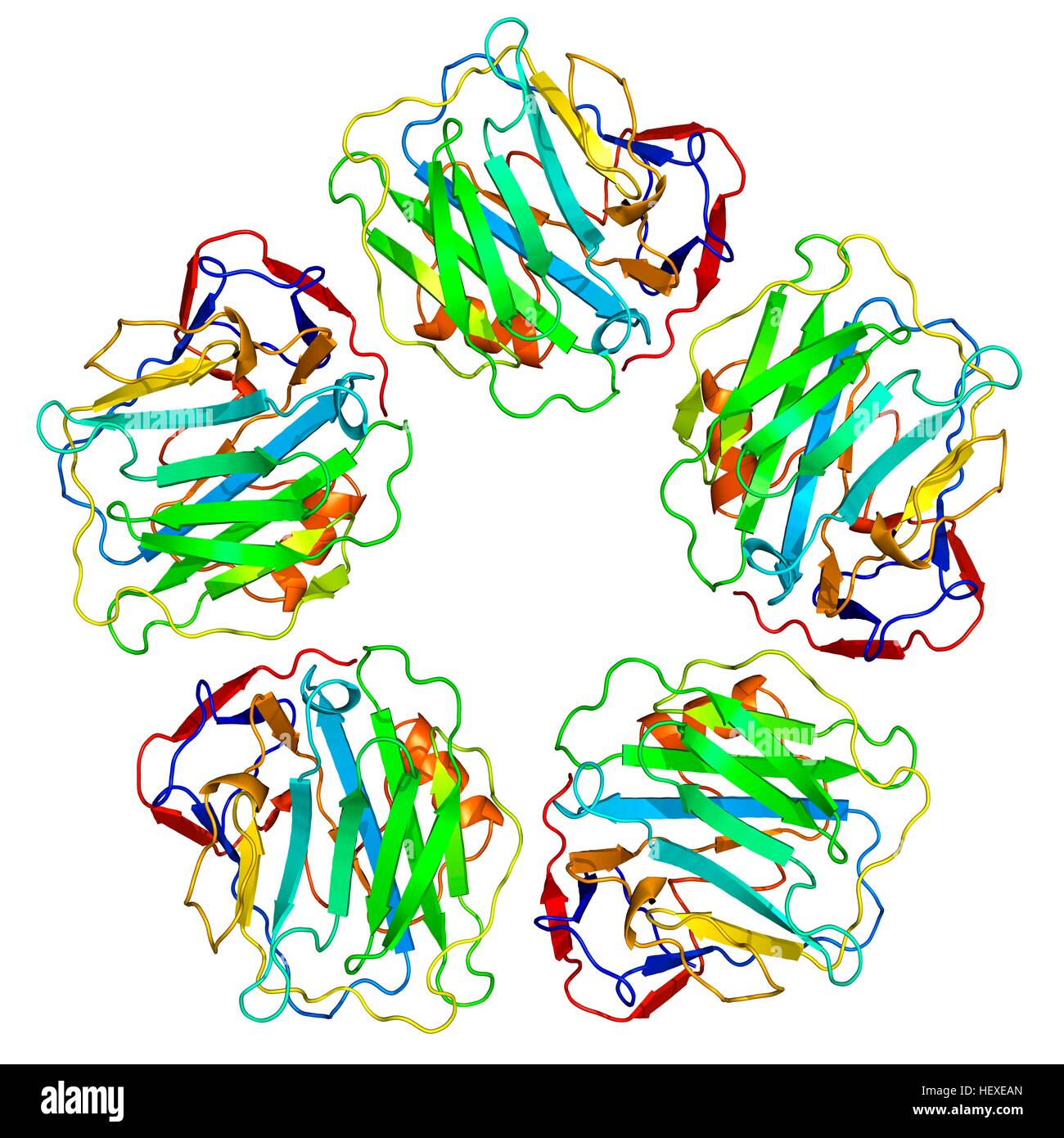 Creactive protein,molecular model.The protein is made up of five sub
