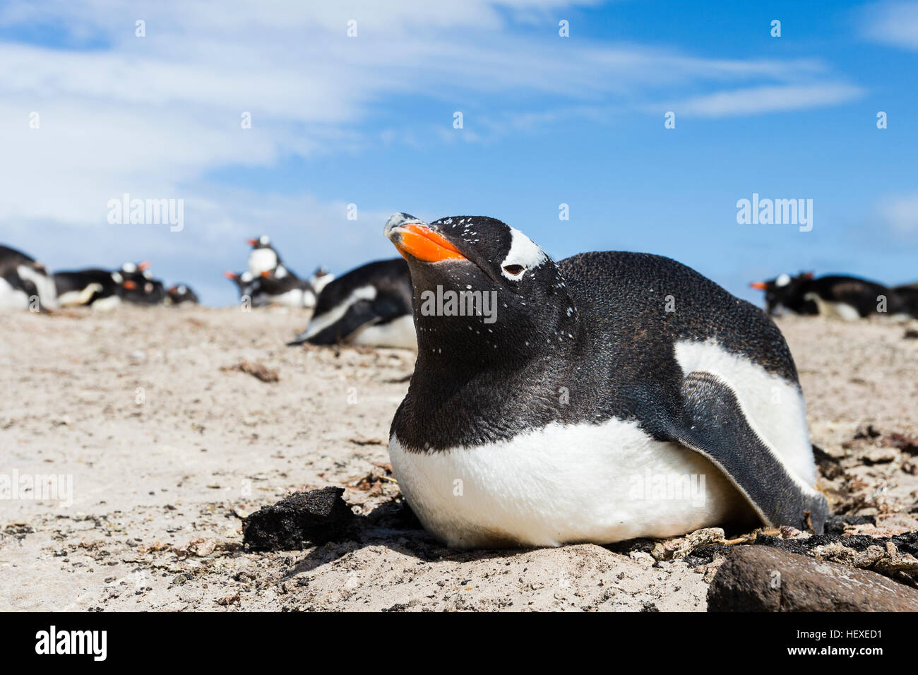 Gentoo Penguin on Saunders Island in the Falklands Stock Photo