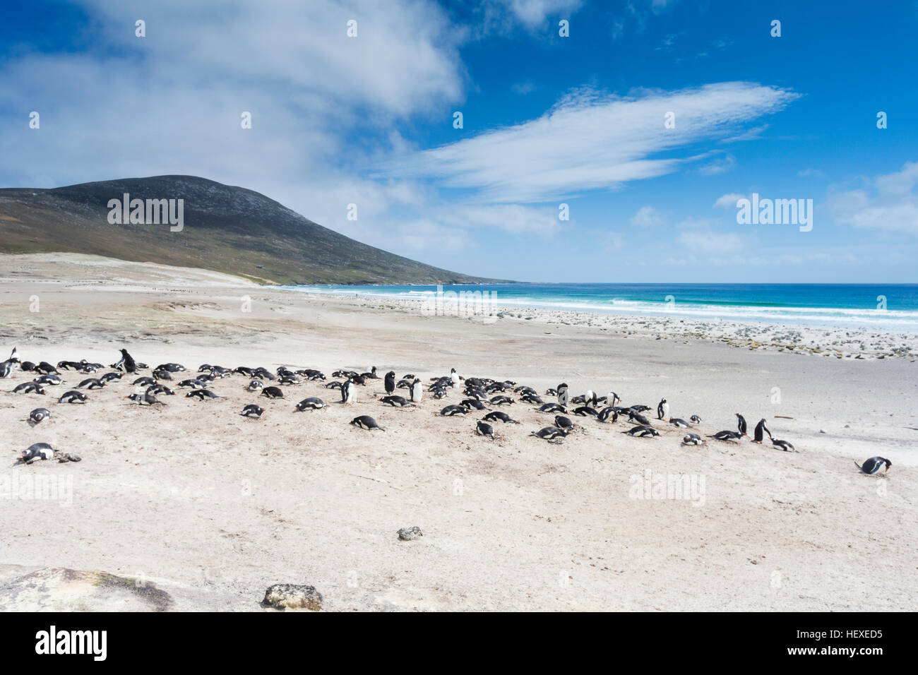 Gentoo Penguin on Saunders Island in the Falklands Stock Photo