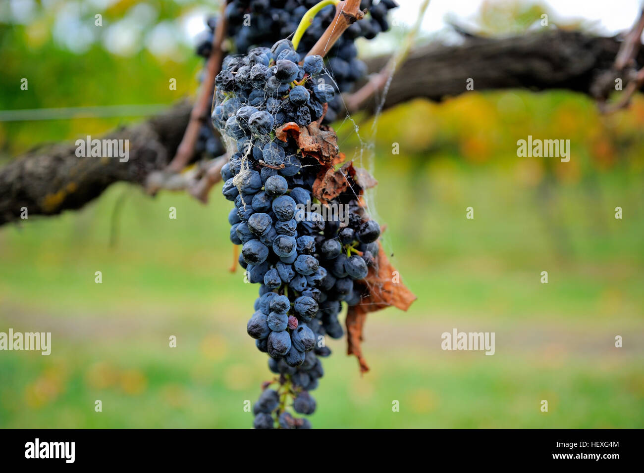 Wine grapes on vine in Yarra Valley Stock Photo