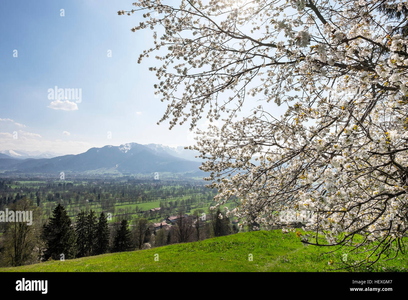 Germany, Isarwinkel, blossoming cherry tree at Sonntraten Stock Photo
